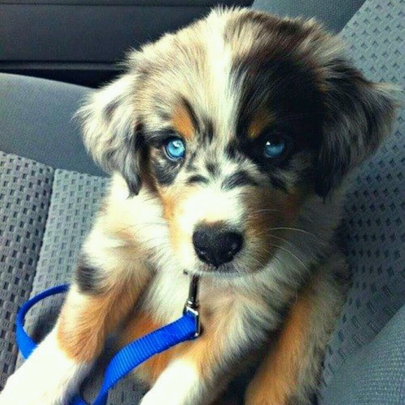 Meet your Posher, Riley - Picture 1 of 1